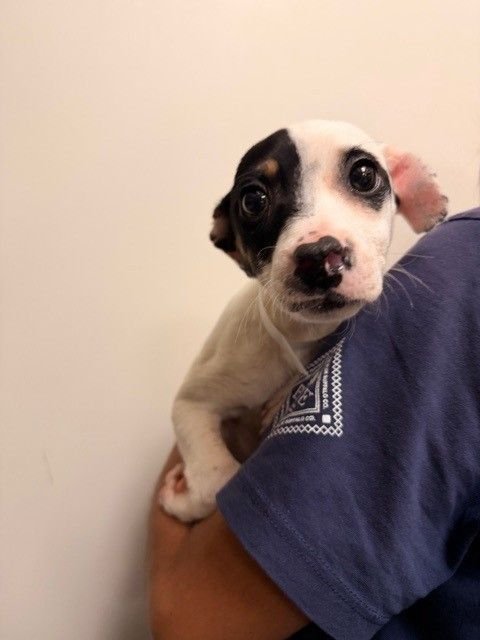 DRAGONFLY - Unknown available for adoption