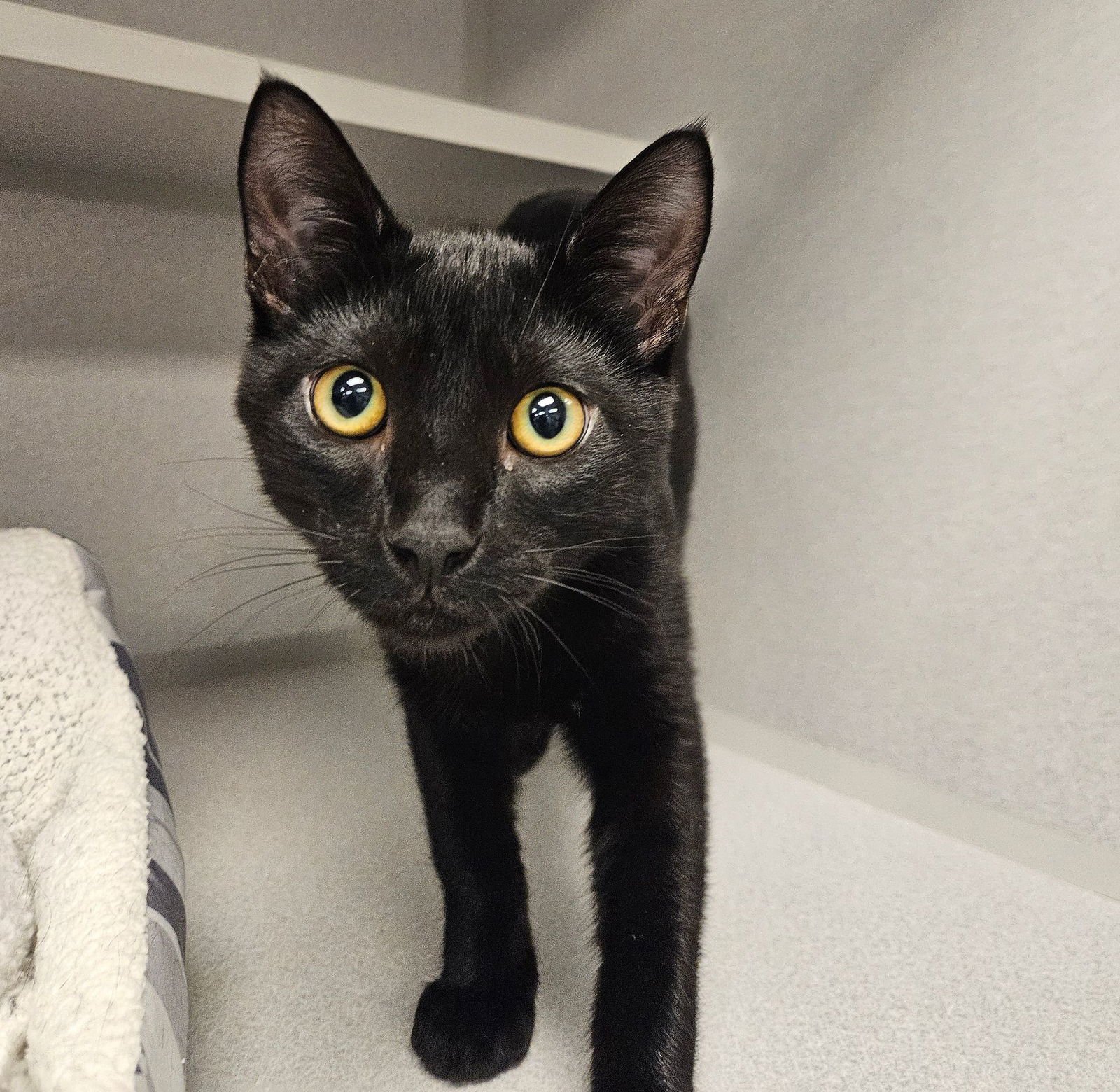 DAVY - Unknown available for adoption