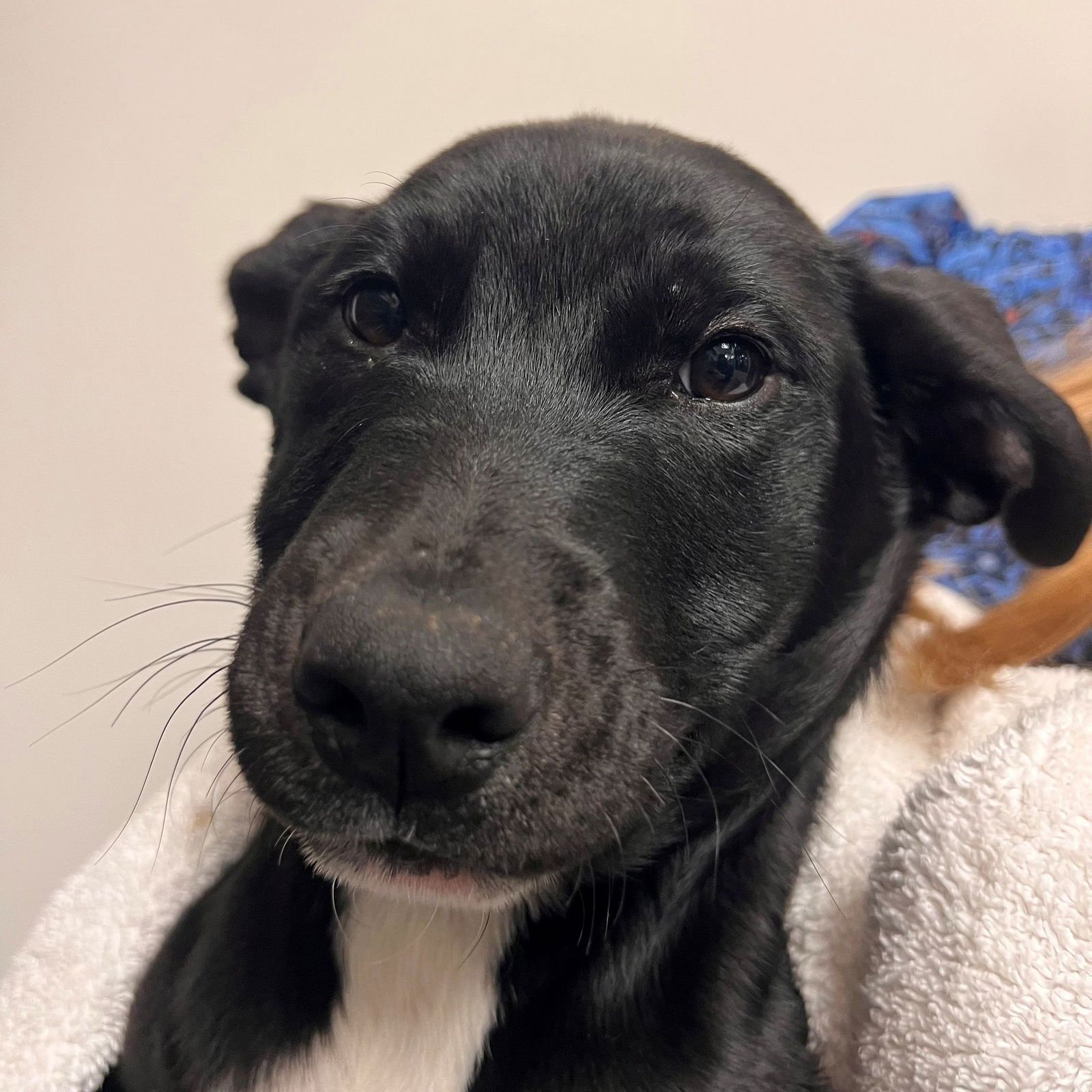 BOOTS - Unknown available for adoption