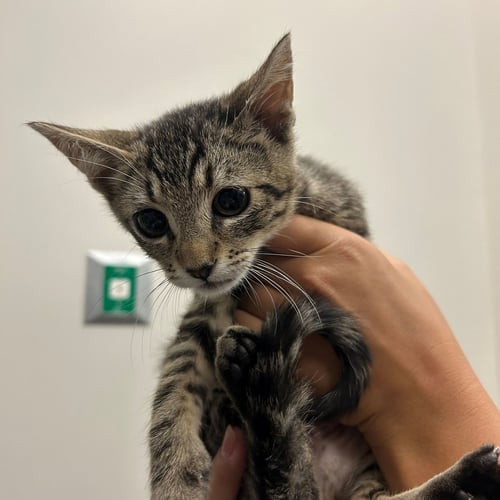 GRAVY - Unknown available for adoption