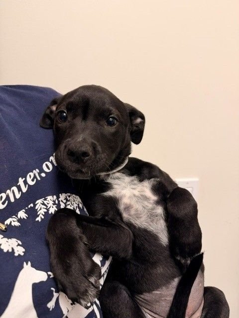 HALLIE - Unknown available for adoption