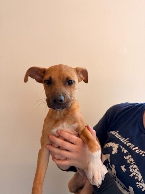 PEACH - Unknown available for adoption