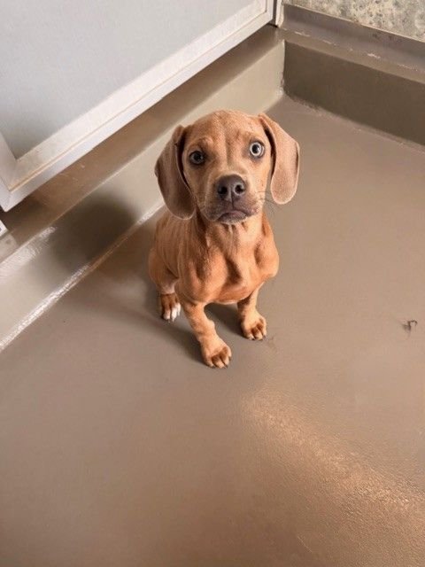 PEGASUS - Unknown available for adoption