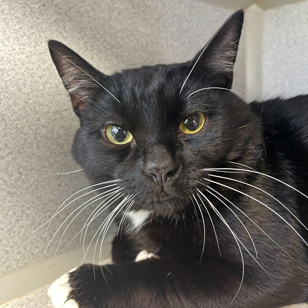 SYLVESTER - Unknown available for adoption