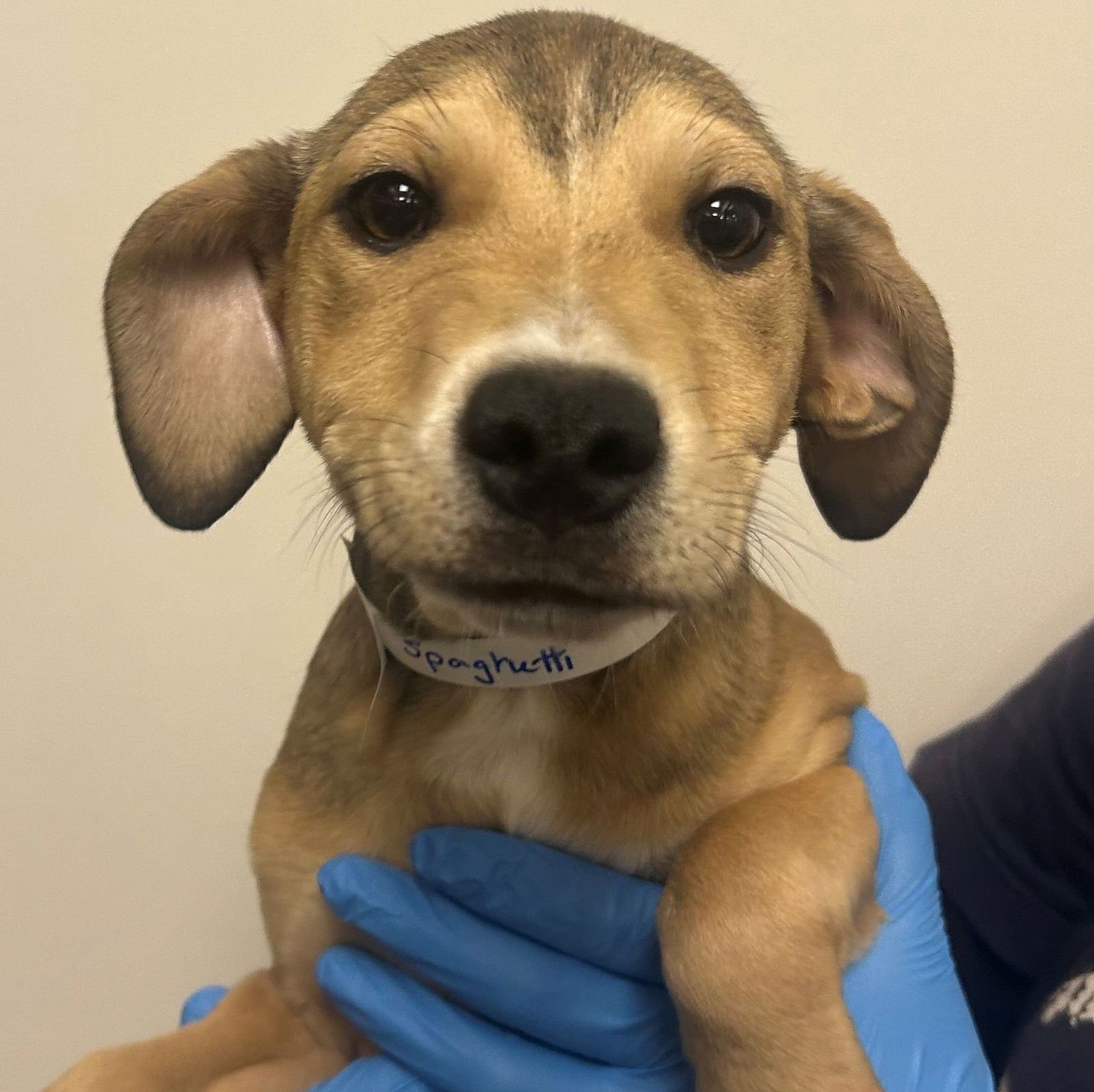 SPAGHETTI - Unknown available for adoption