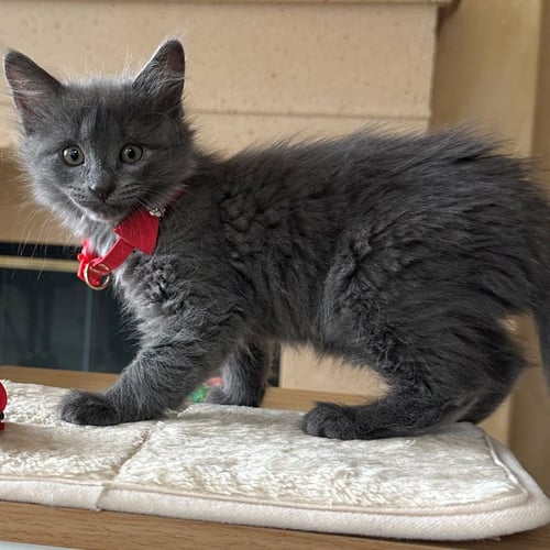 RADISH - Unknown available for adoption