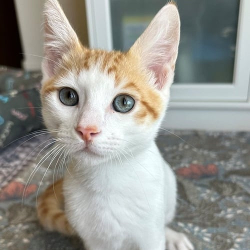 ASTRO - Unknown available for adoption