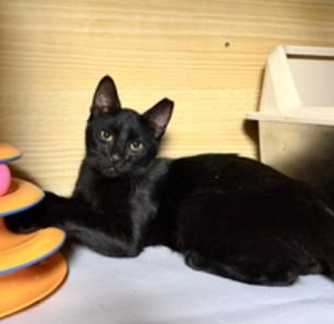 MILO - Unknown available for adoption