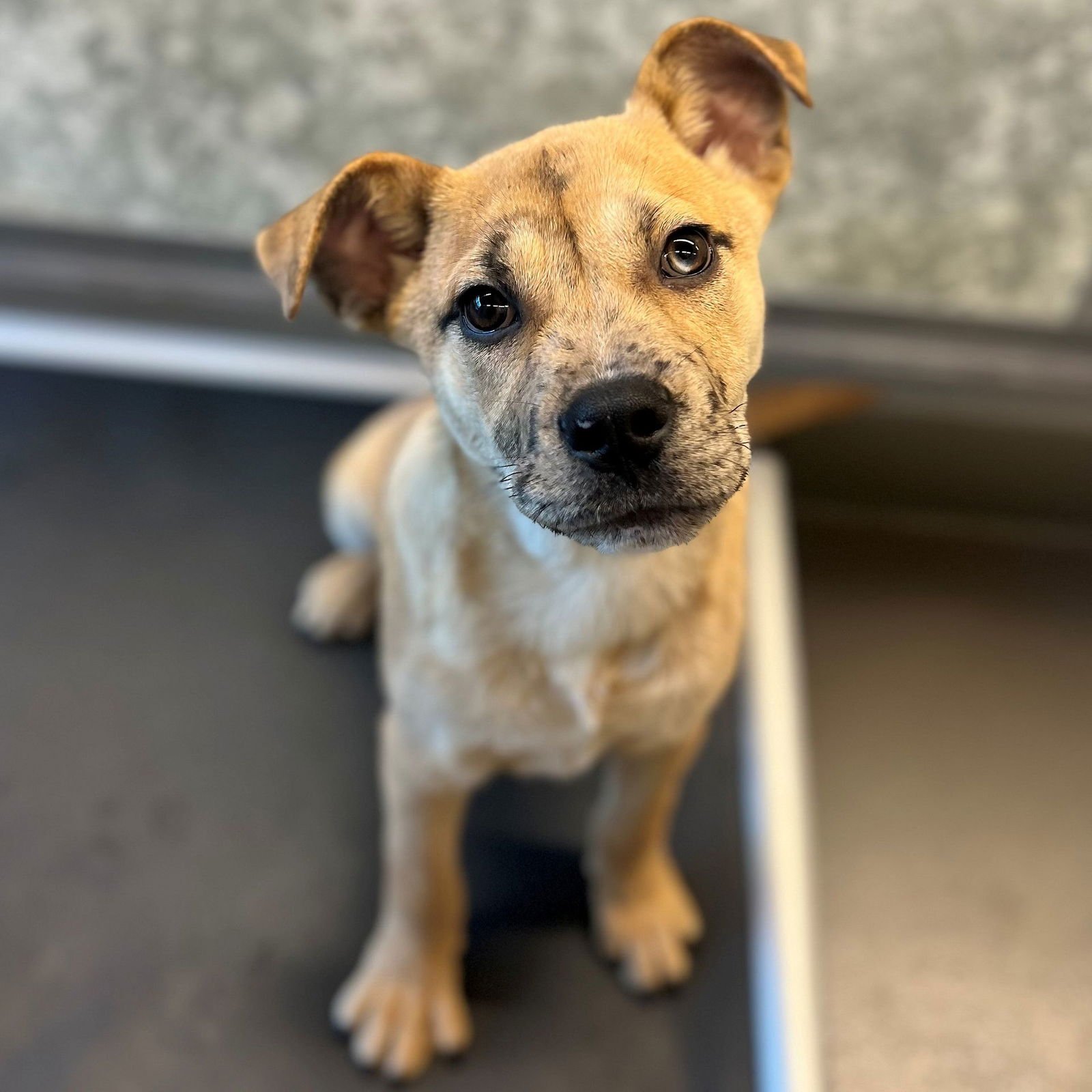 CEDAR - Unknown available for adoption