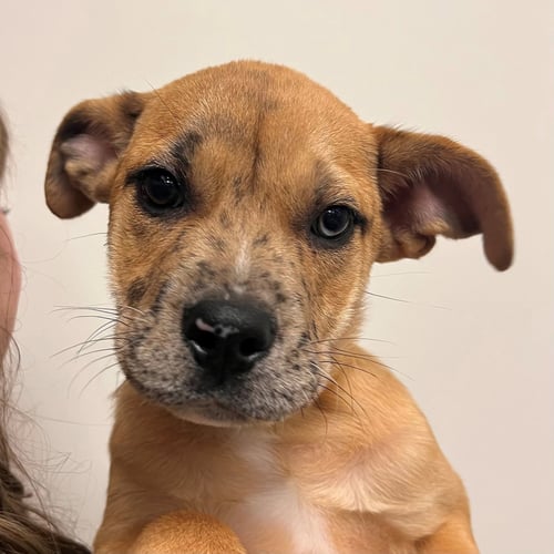 CEDAR - Unknown available for adoption