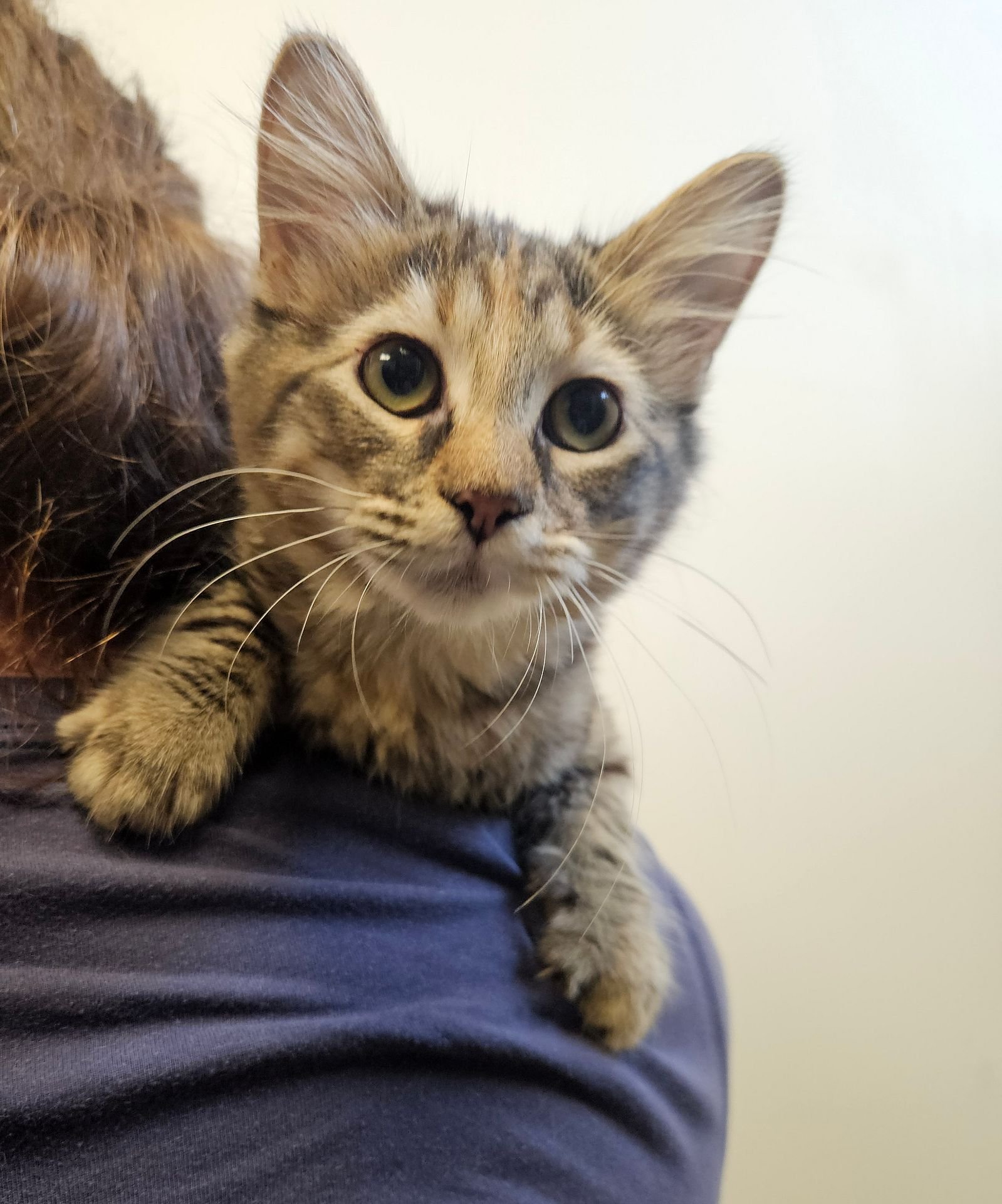 CHARLIE - Unknown available for adoption