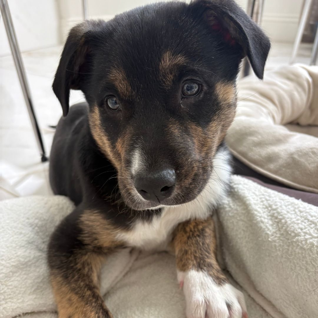 DUNKIN - Unknown available for adoption