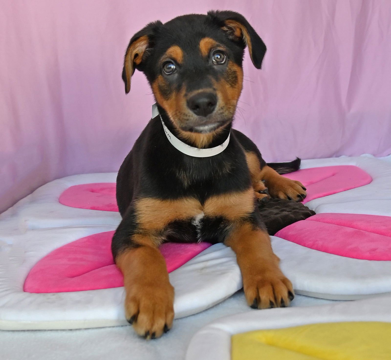 STORM - Unknown available for adoption