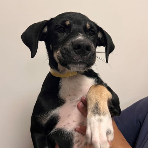 BEAN - Unknown available for adoption