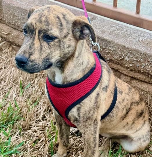 CHASE - Unknown available for adoption