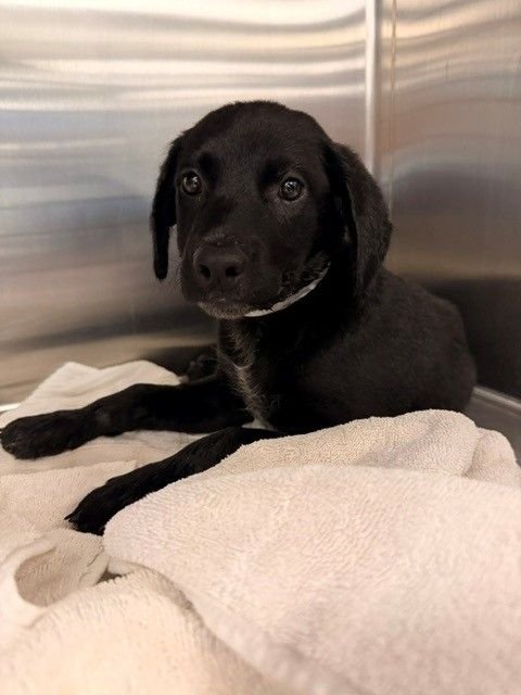 RAVEN - Unknown available for adoption