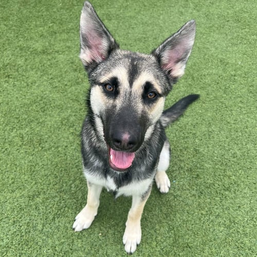 LANTERN - Unknown available for adoption