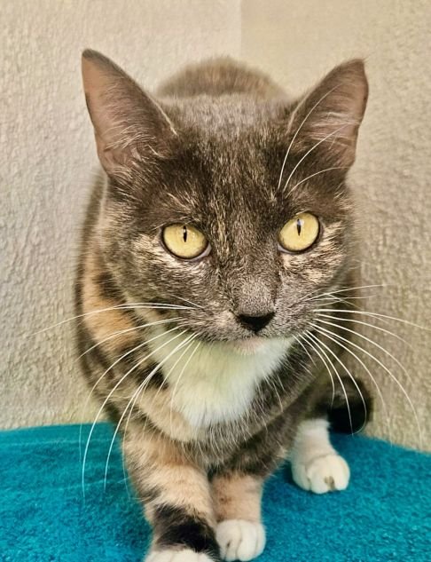 TAYLOR - Unknown available for adoption