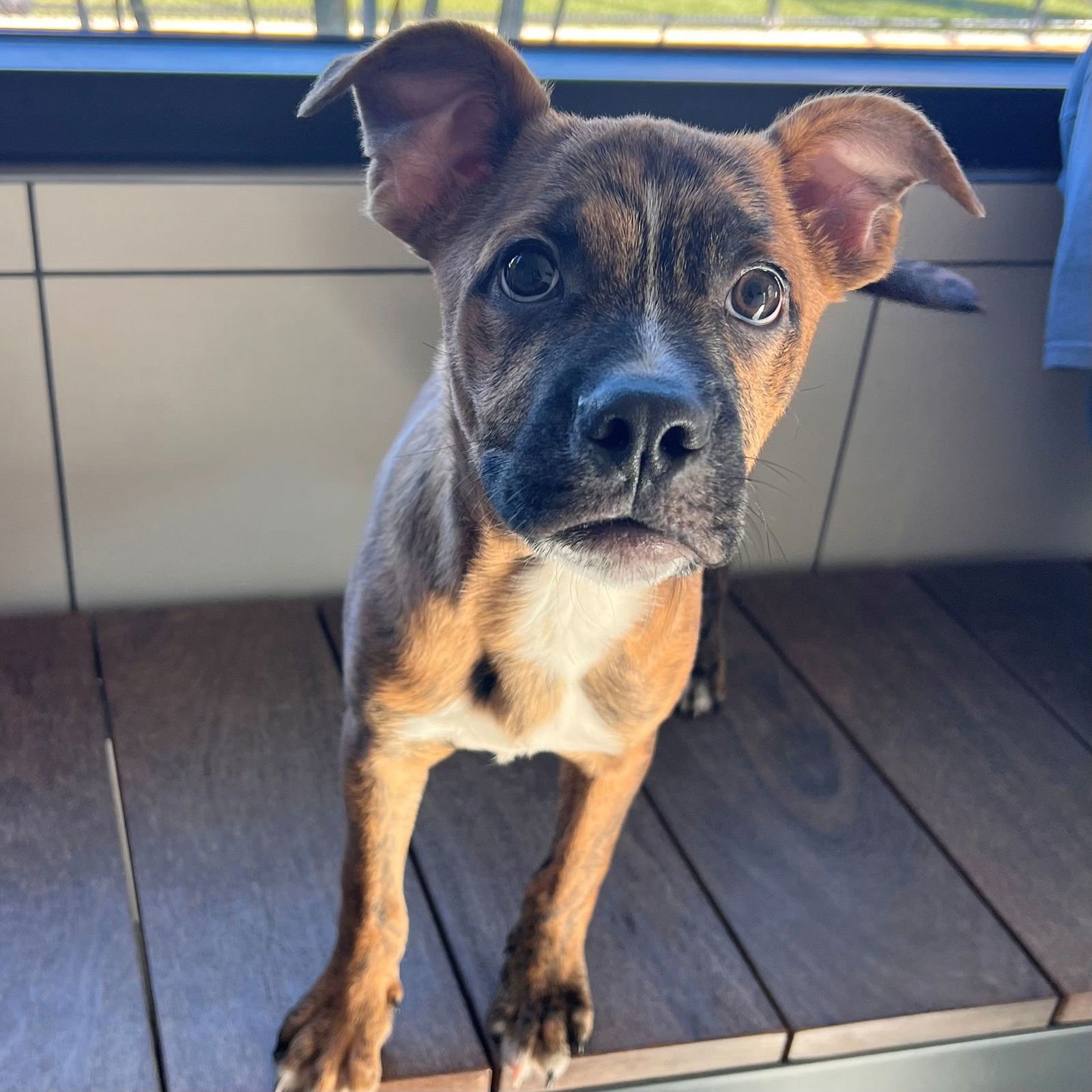 MIKEY - Unknown available for adoption