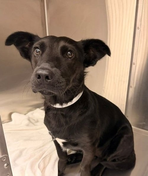 PIXIE - Unknown available for adoption