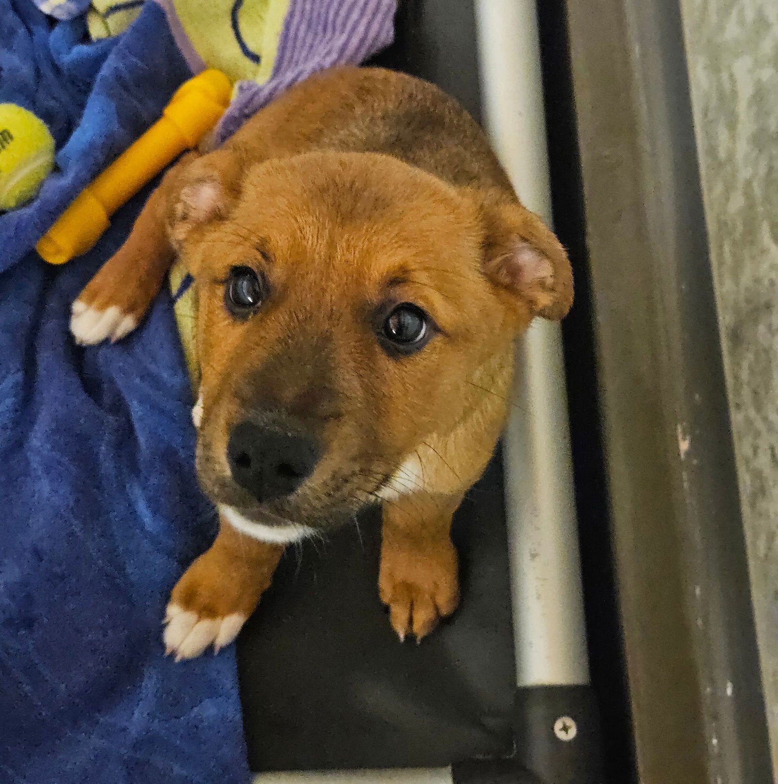 BUTTERCUP - Unknown available for adoption