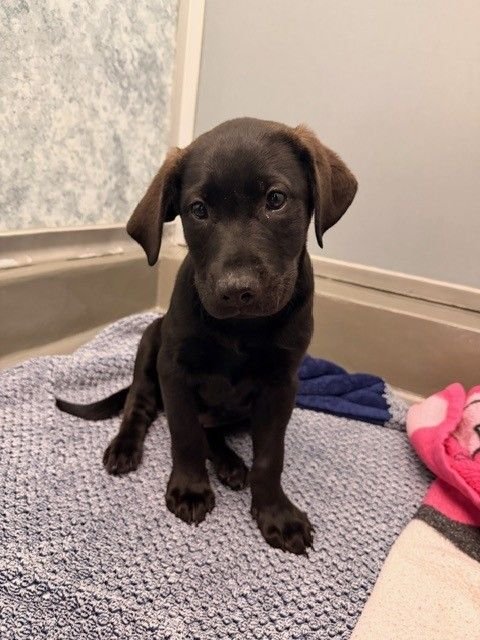 THUNDER - Unknown available for adoption