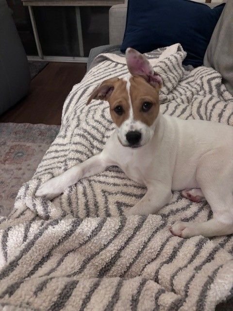 ELASTIGIRL - Unknown available for adoption