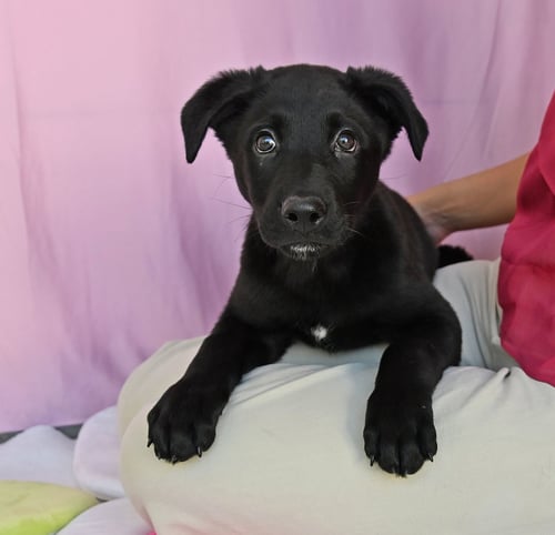 FROST - Unknown available for adoption