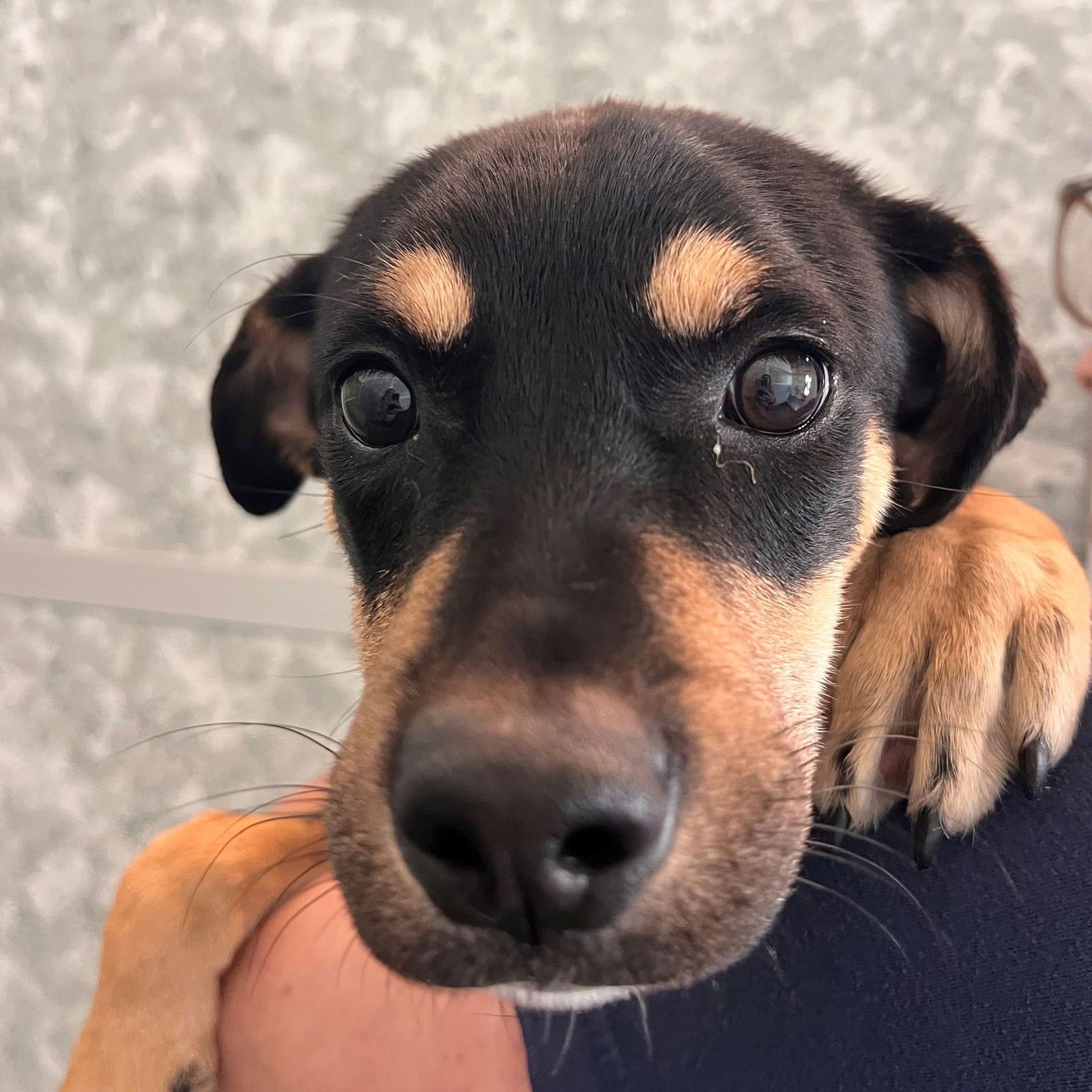 NAVIDAD - Unknown available for adoption