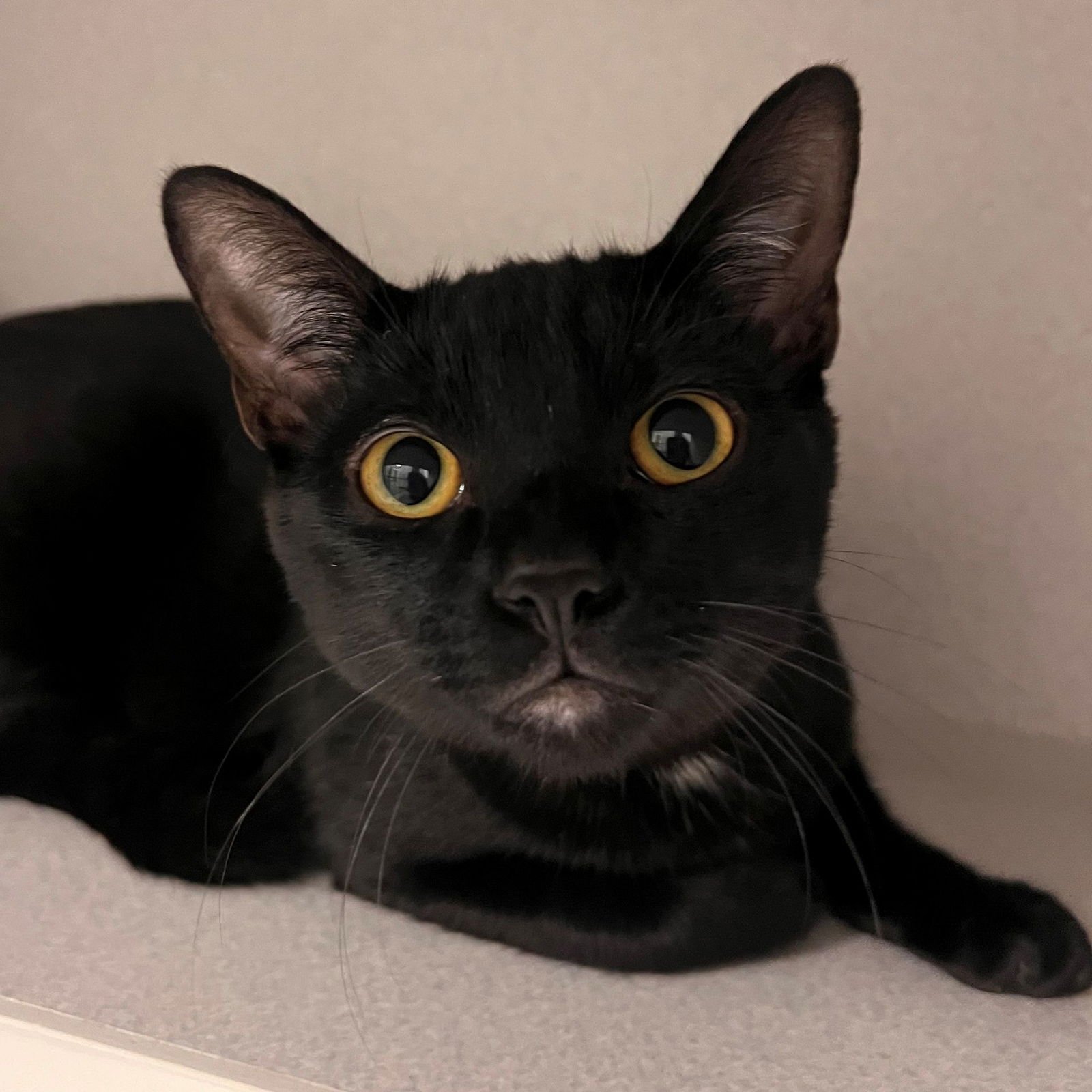 NOG - Unknown available for adoption