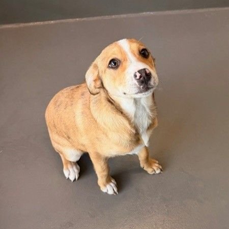 POSH SPICE - Unknown available for adoption