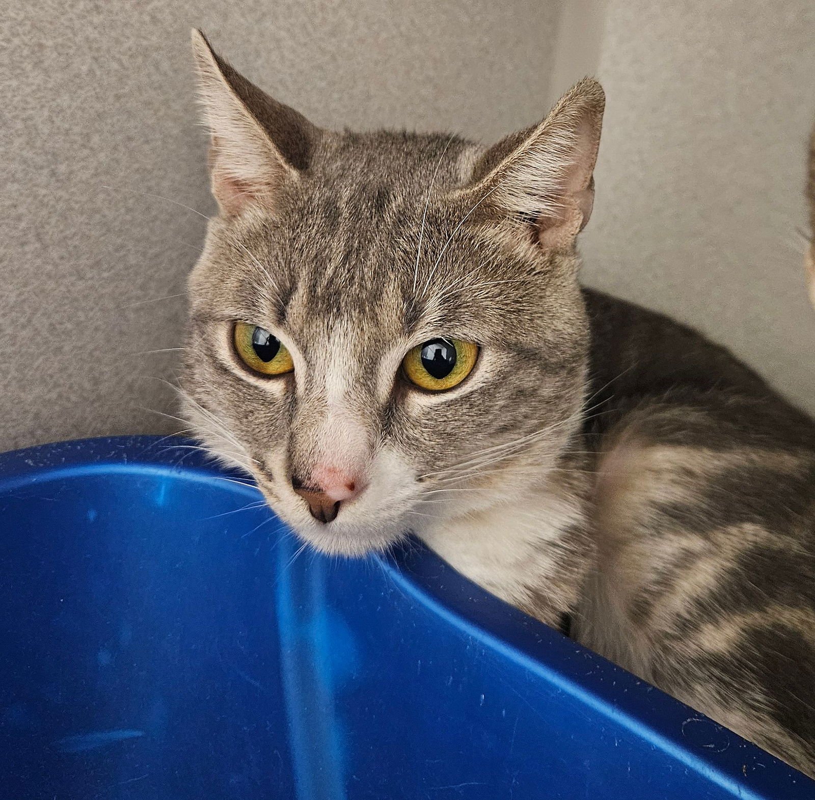 BEE - Unknown available for adoption