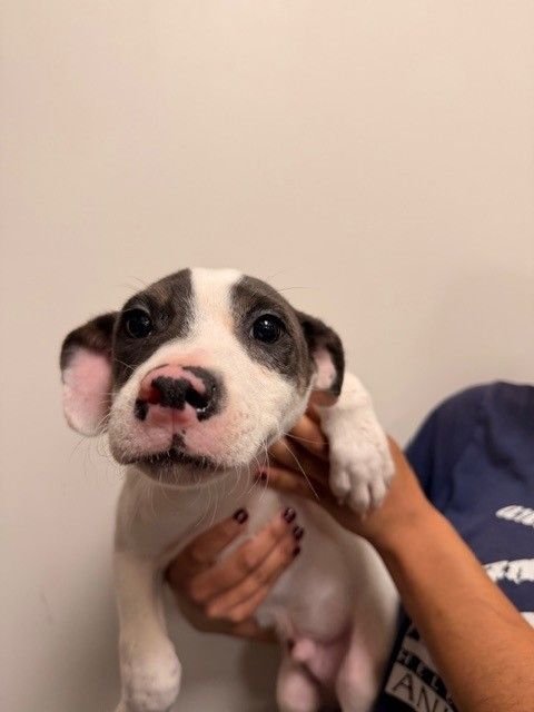 CRICKET - Unknown available for adoption