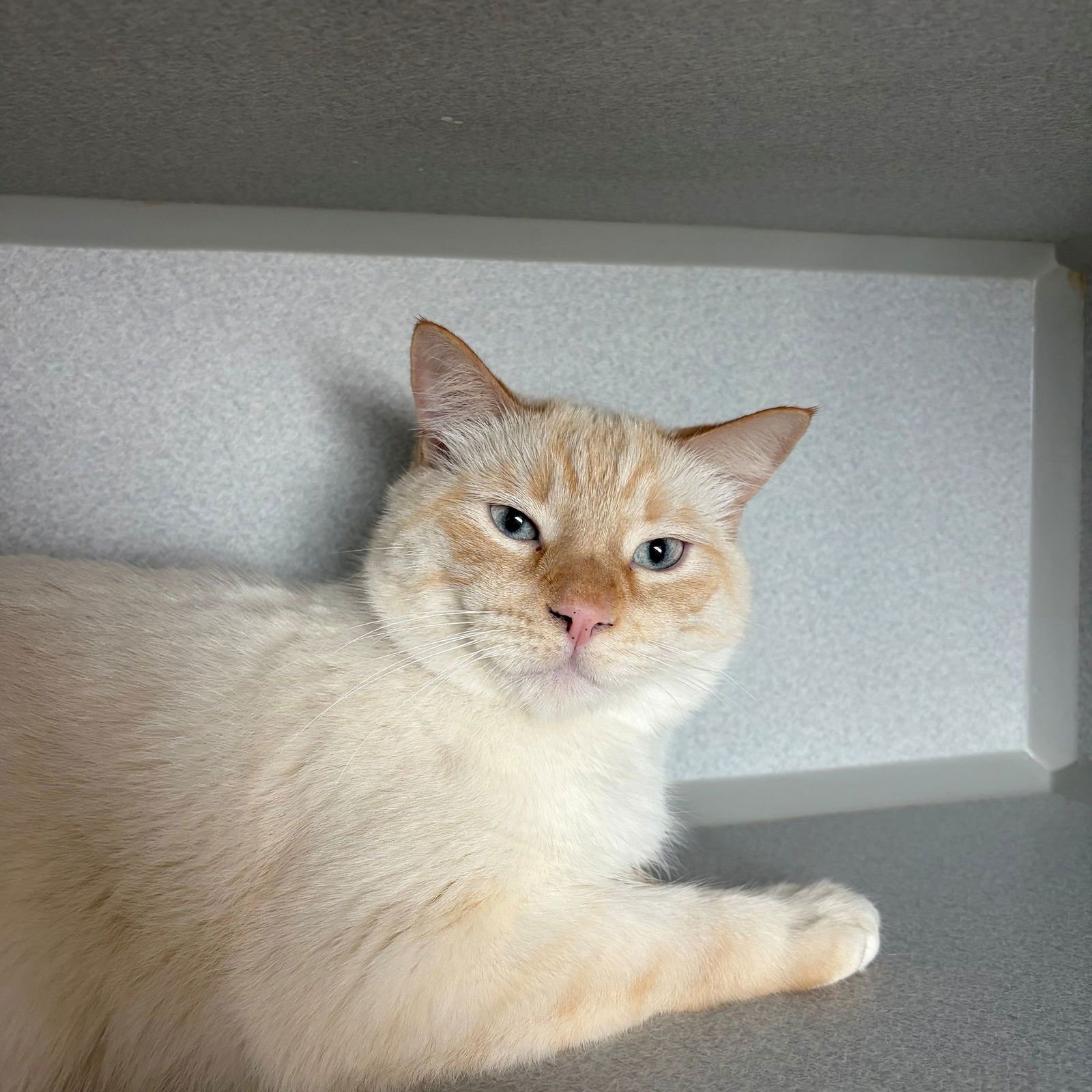 DREAM - Unknown available for adoption