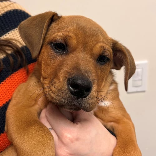FIR - Unknown available for adoption