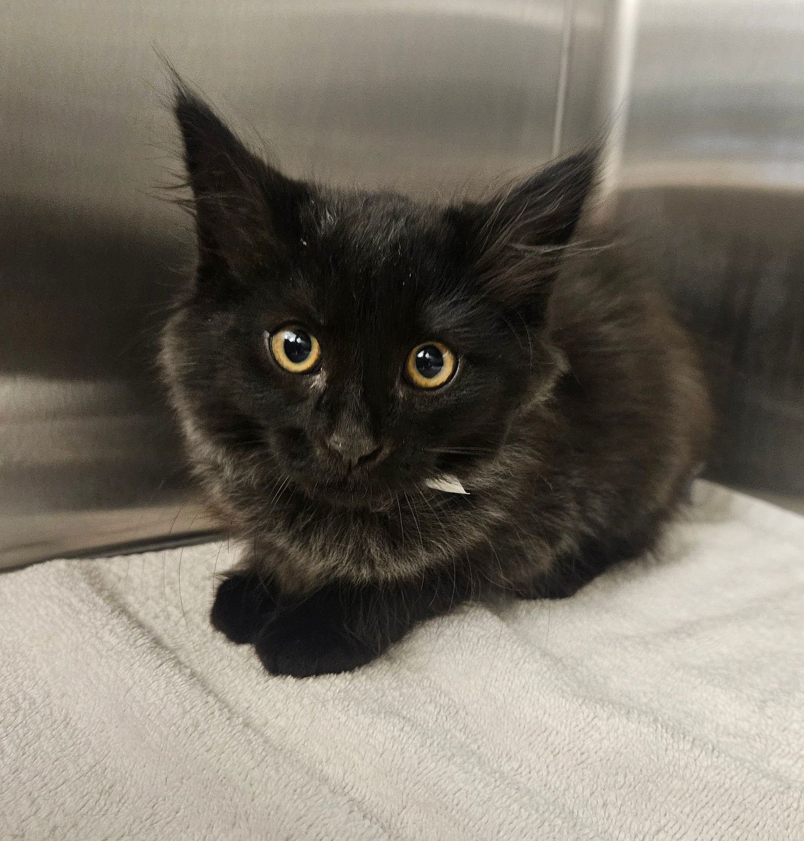 BLACKBERRY - Unknown available for adoption