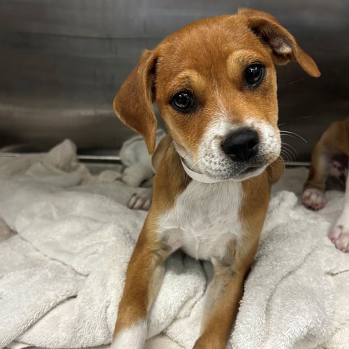 ENCHILADA - Unknown available for adoption