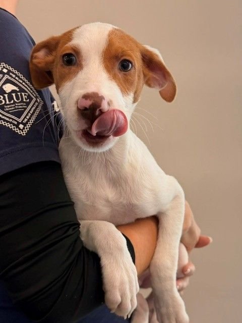 FRANK - Unknown available for adoption
