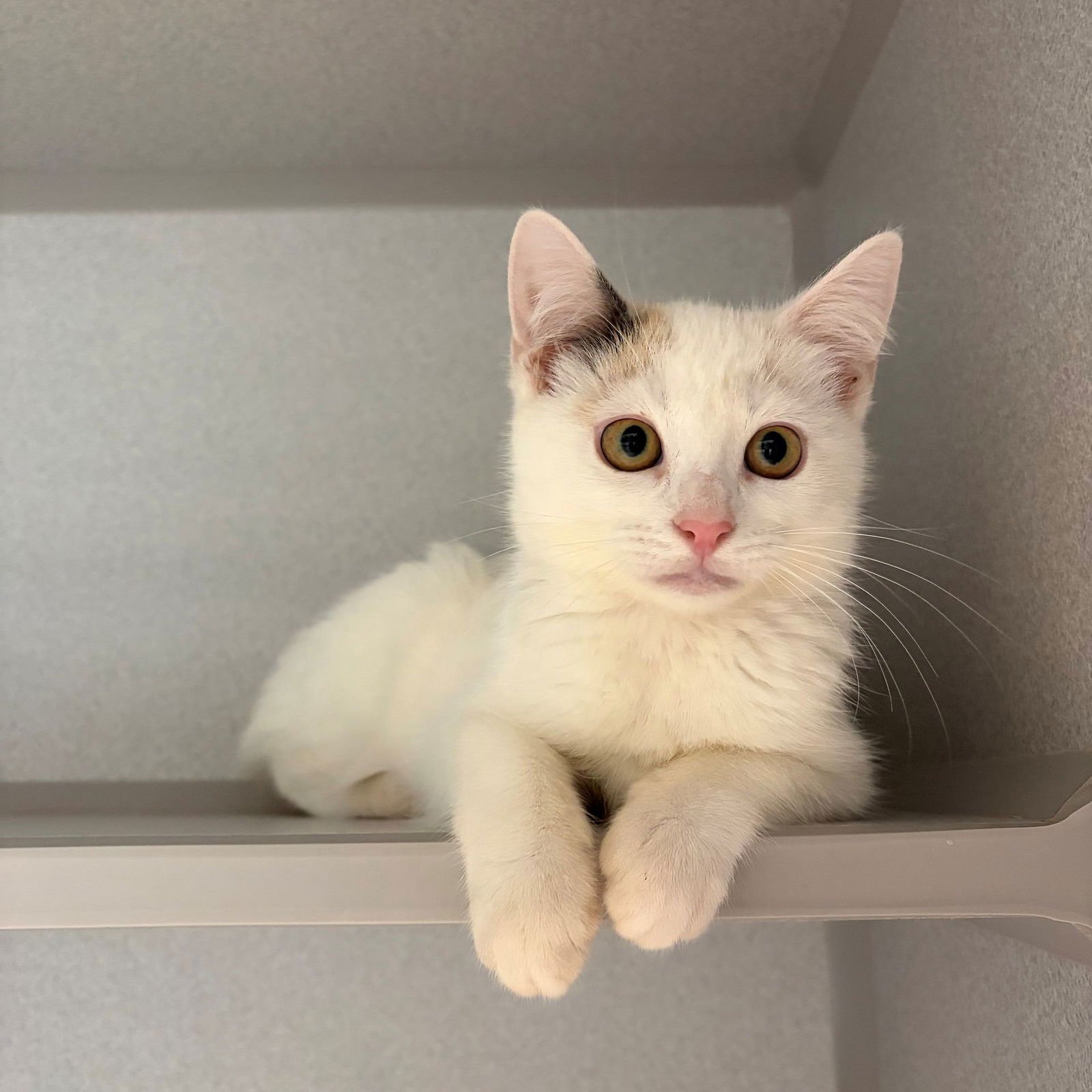 ELSA - Unknown available for adoption