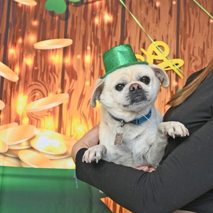 ALEXANDER - Unknown available for adoption