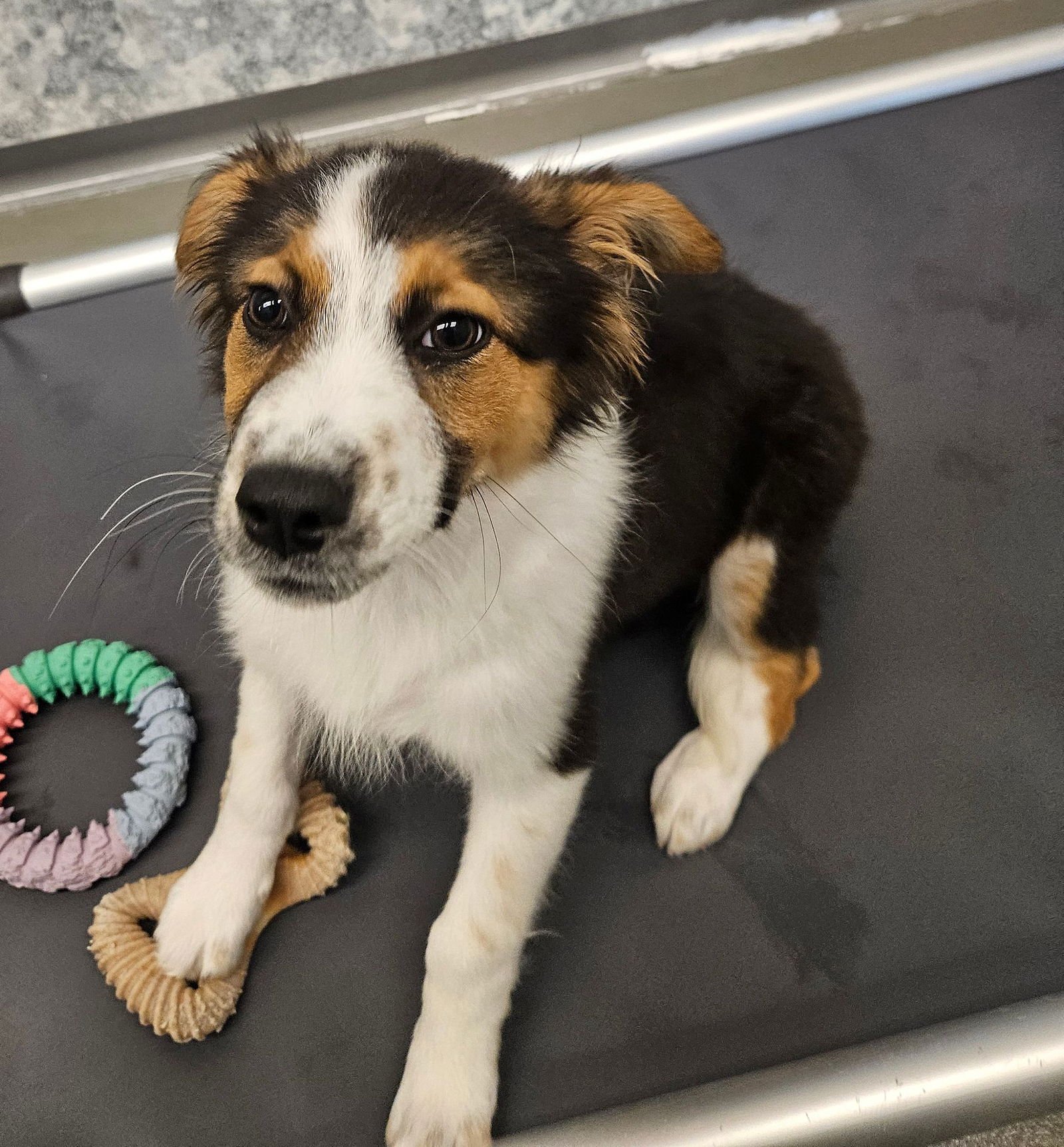 PIPPA - Unknown available for adoption