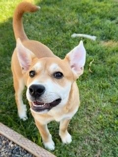 ANGIE - Unknown available for adoption