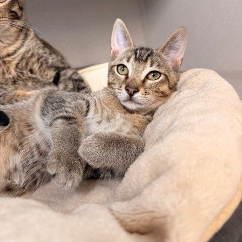 YING - Unknown available for adoption