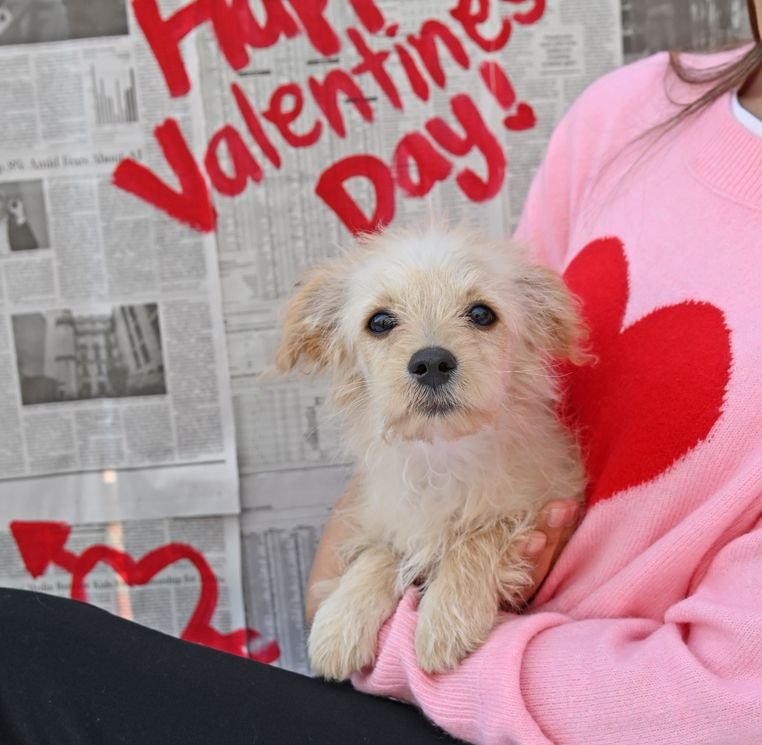 PRINCE CHARMING - Unknown available for adoption