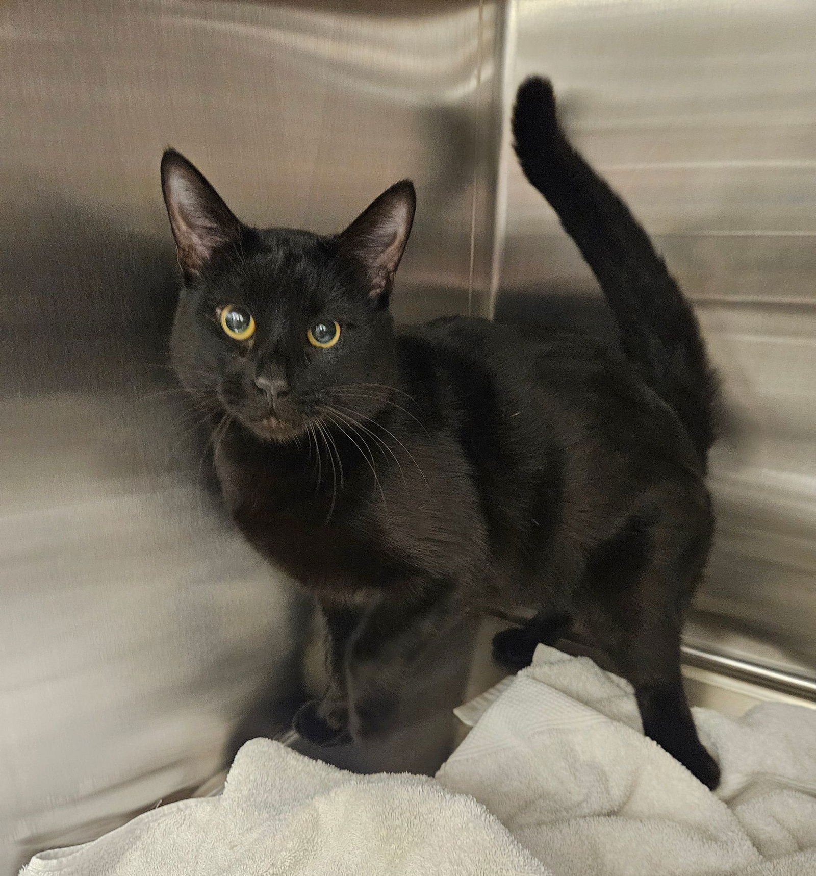 FELIX - Unknown available for adoption