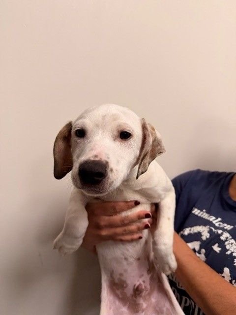 FETTUCCINE - Unknown available for adoption