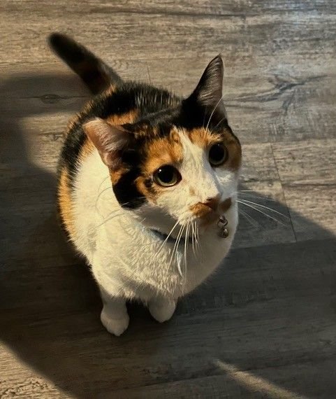 GINGER - Unknown available for adoption