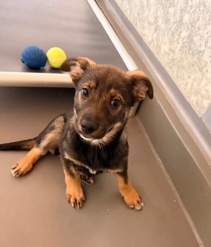 BRIAR - Unknown available for adoption