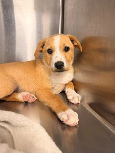 HARRY - Unknown available for adoption