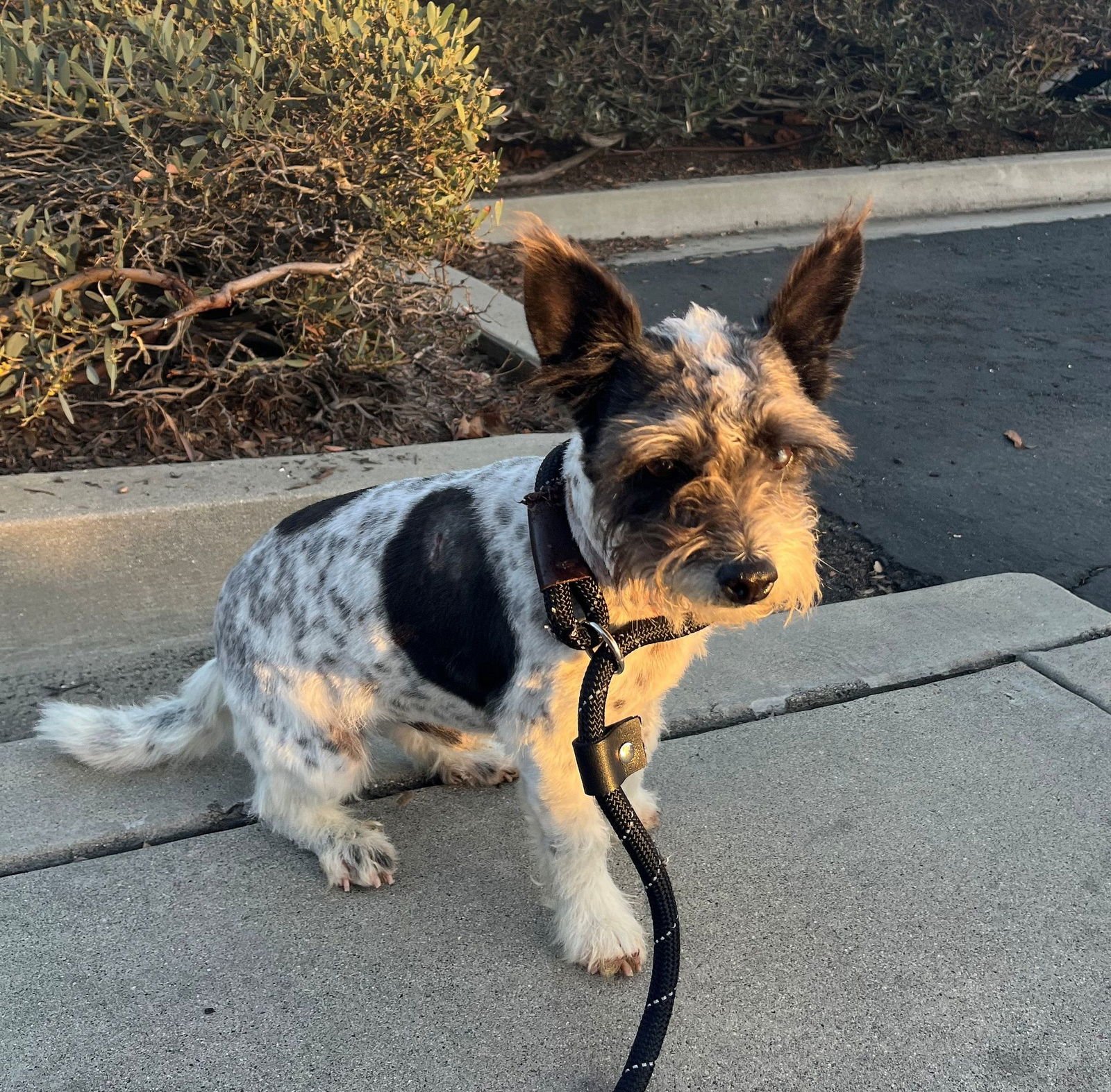 PHILIP - Unknown available for adoption